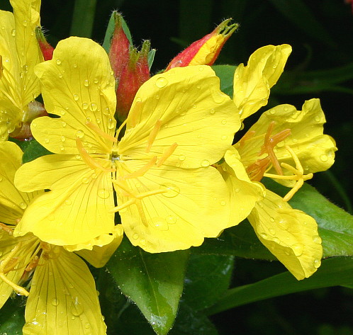 Evening Primrose 